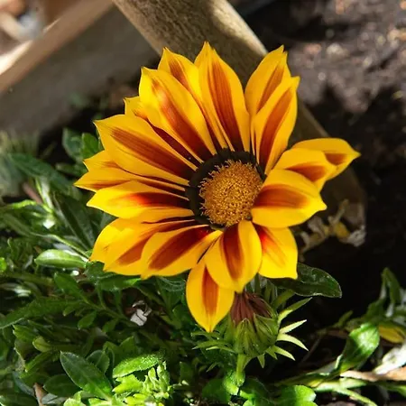 Symphony A Corse Du Sud ピアナ