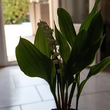 Symphony A Corse Du Sud Semesterbostad Piana (Corsica)