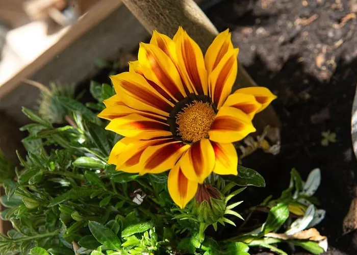 Symphony A Corse Du Sud Piana (Corsica)